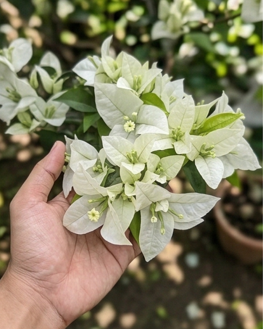 Imported Salju Dewata Bougainvillea Plant — view 5