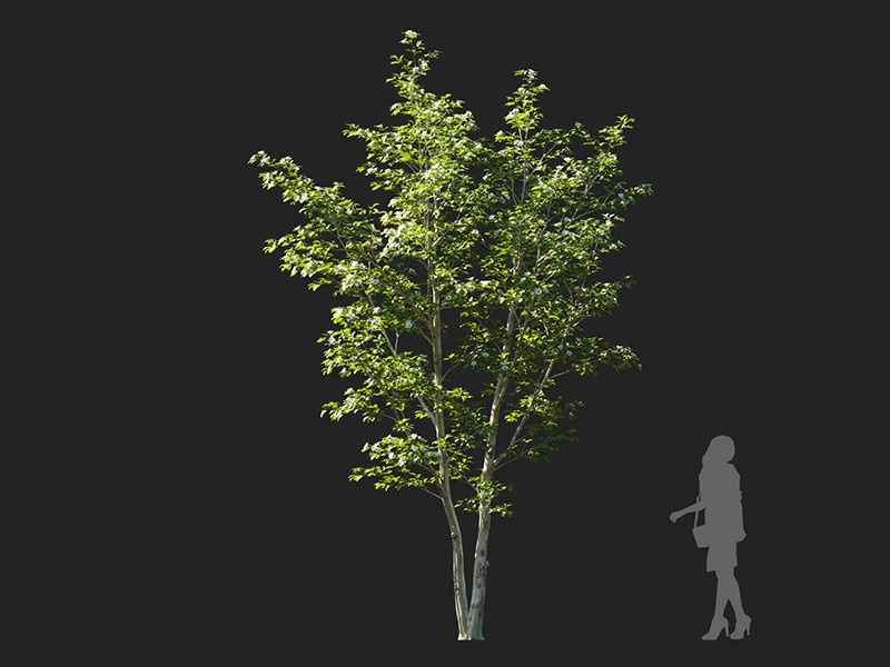 Maxtree - Plant Models Vol.122