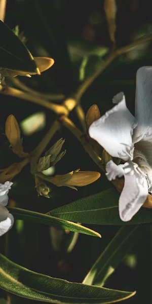 White Flowers, Oleander, Floral, Blossoms 5K Wallpaper Background