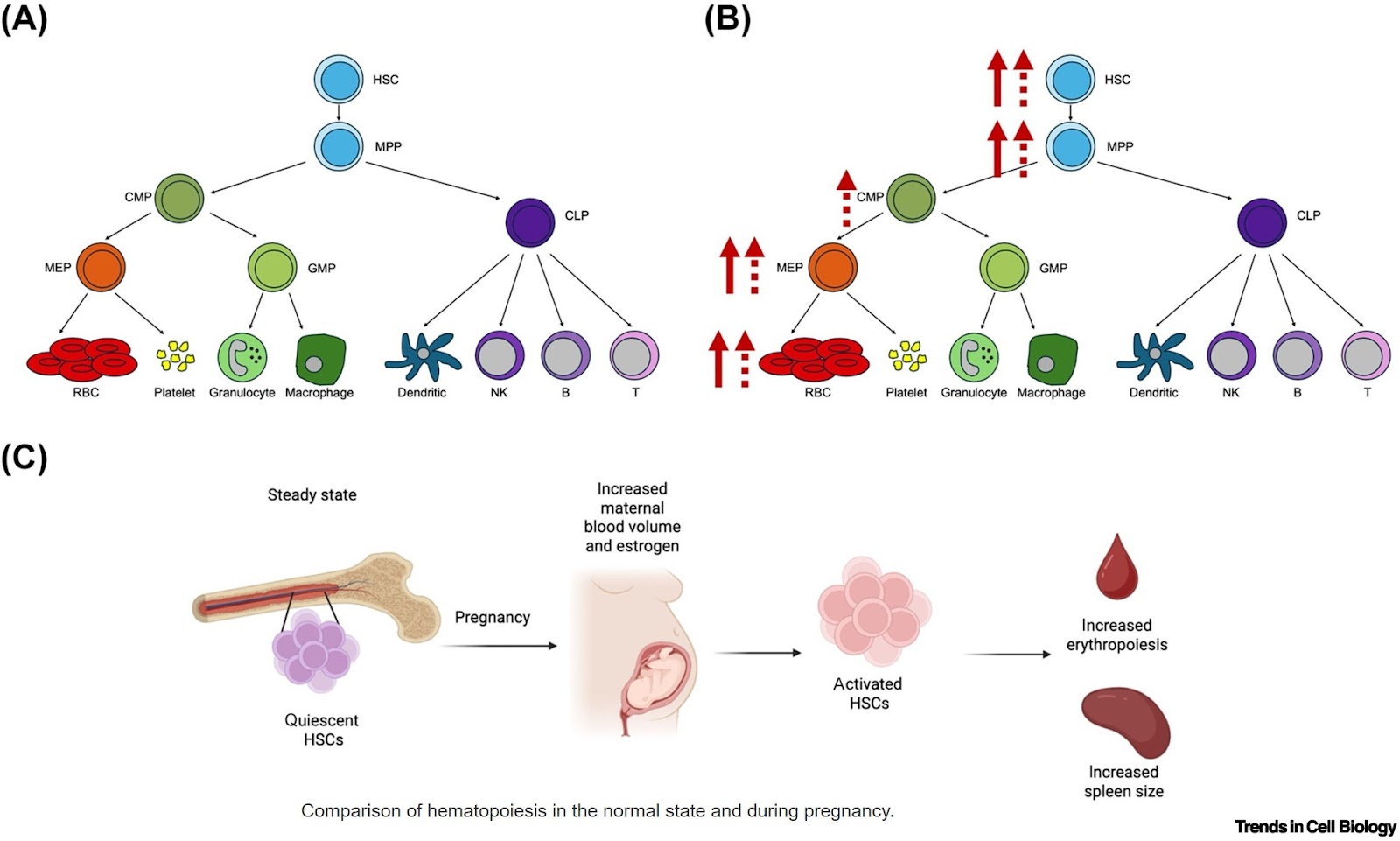 Retrotransposons in hematopoiesis and cancer