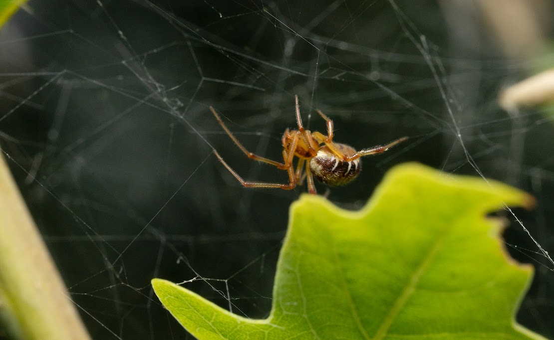 Phylloneta sp.