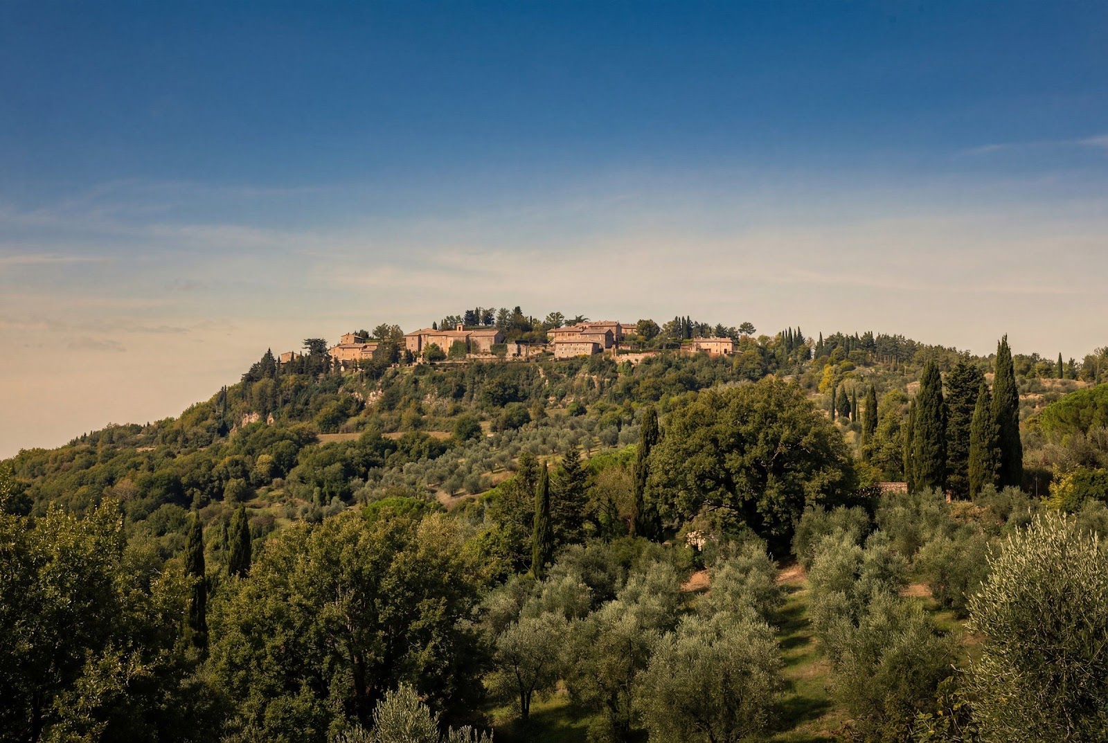A wooded Tuscan hillside of olives and cypresses below a ridge-top village