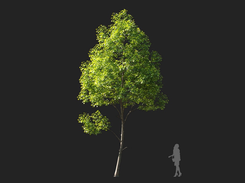 Maxtree - Plant Models Vol.114