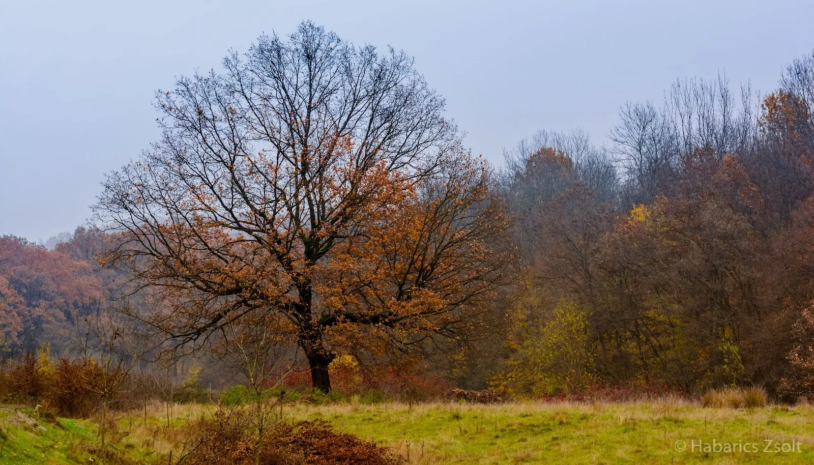Forest, Trees, Plants, Fall, Outdoors 5K Desktop, iPhone Wallpaper Background