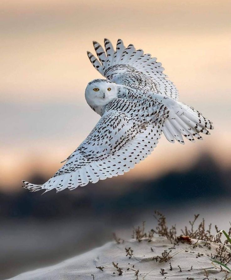 White Owl Picture