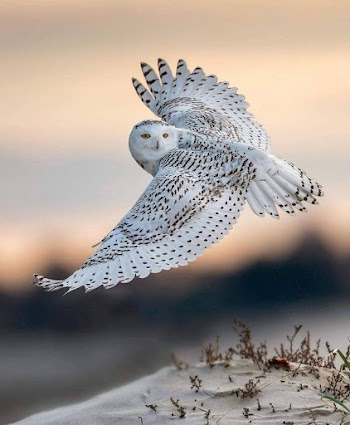 White Owl Picture