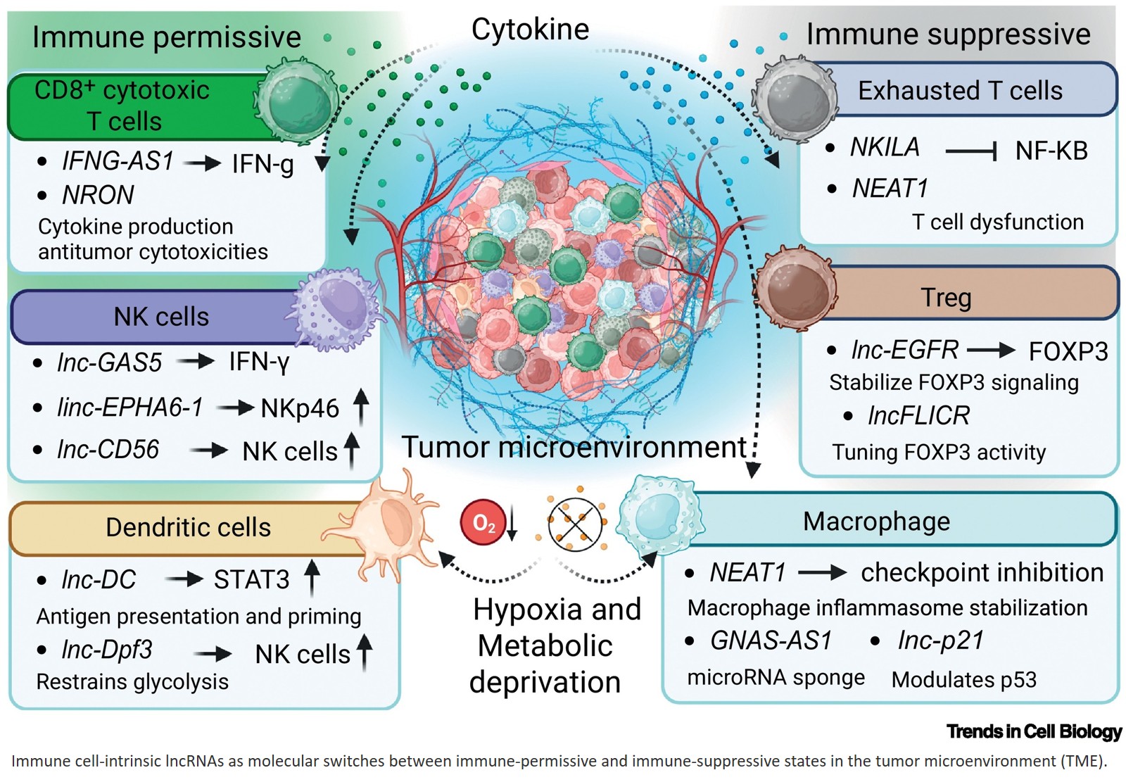 Immune cell lncRNAs reprogram the tumor microenvironment