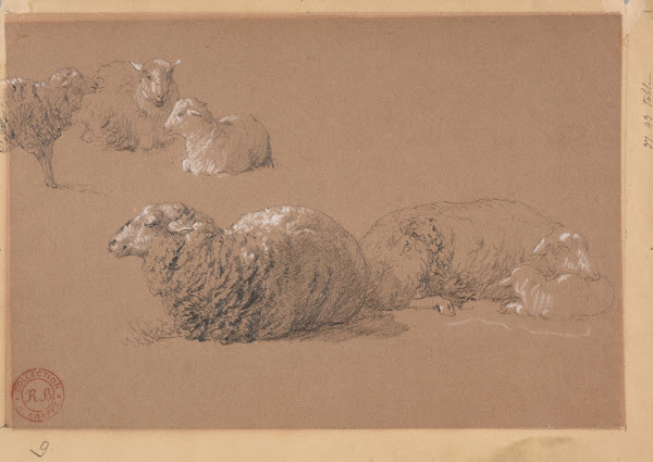 Études de moutons couchés