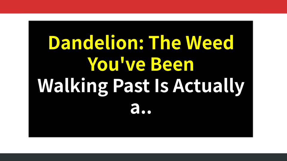 Dandelion: The Weed Youve Been Walking Past Is Actually a Health Powerhouse