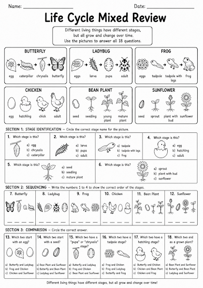 Life Cycle Worksheets Mixed Review