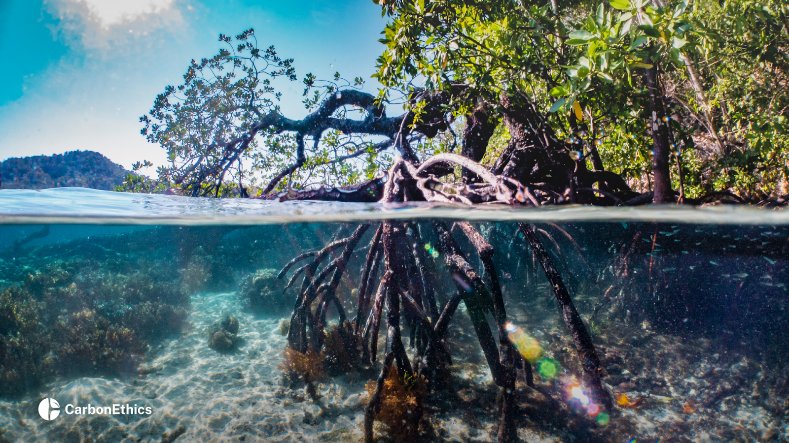 Blue carbon ecosystem.