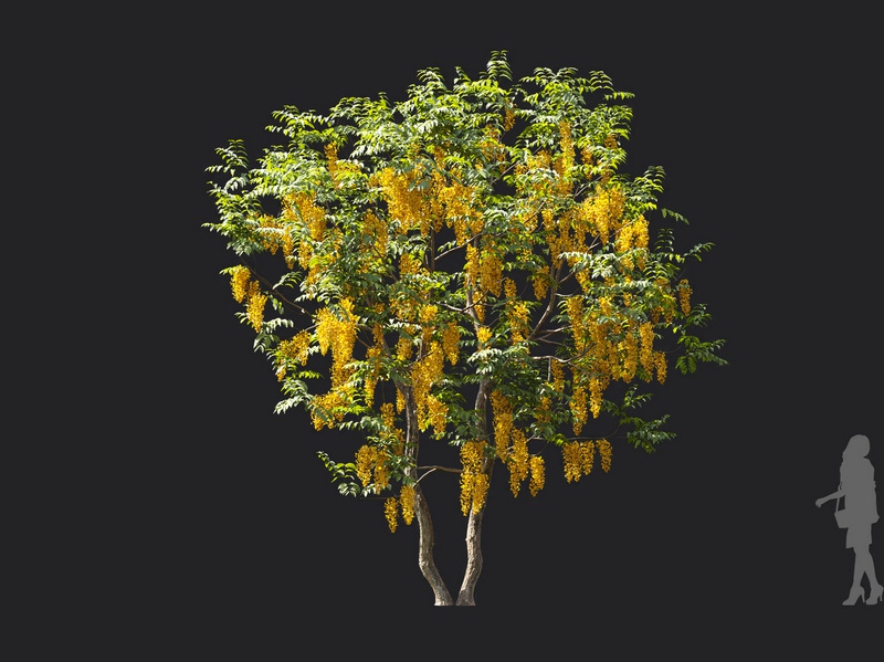 Maxtree - Plant Models Vol.119