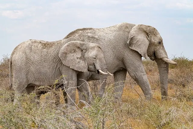 Gambar Ilustrasi Artikel