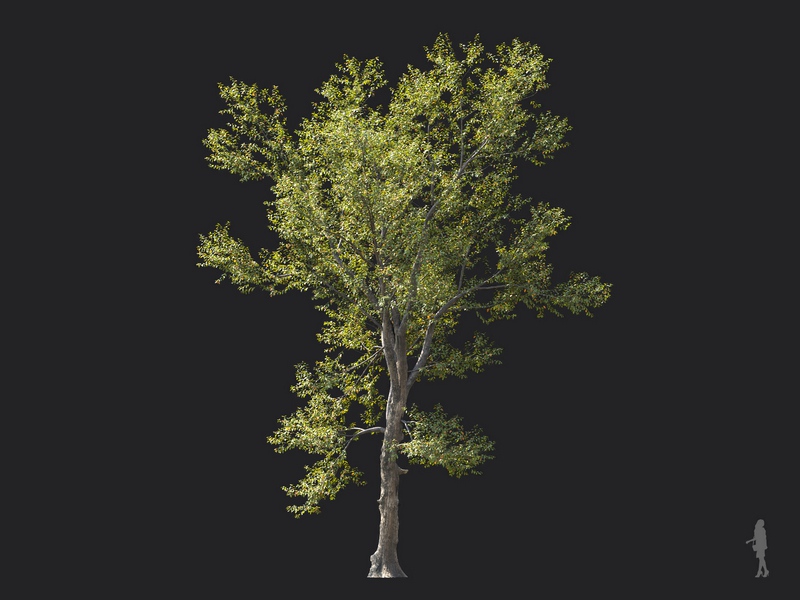 Maxtree - Plant Models Vol.124