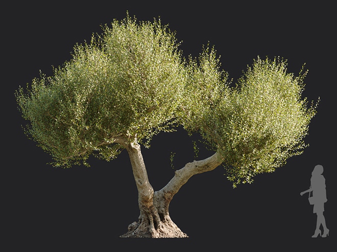 Maxtree - Plant Models Vol.113