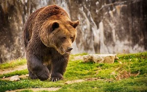 Grizzly Bear Wallpaper
