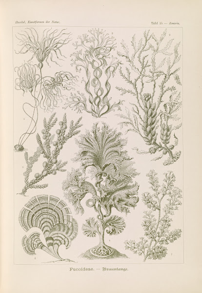 Fucoideae  Brauntange 1904