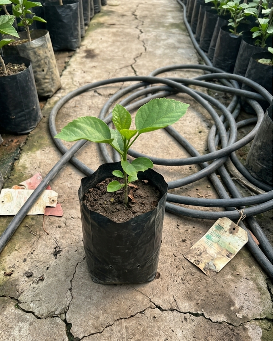 Hibiscus Abolina — view 2
