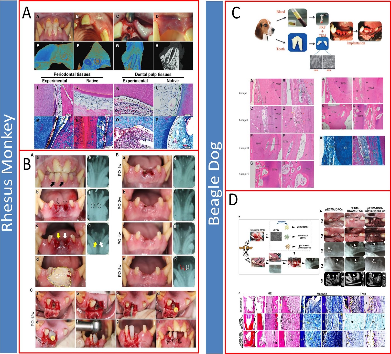Stem cell-driven biomedical technologies for tooth regeneration: engineering scaffolds, organoid models, and molecular targeted strategies