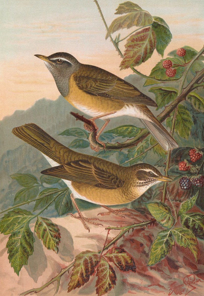 Turdus obscurus
