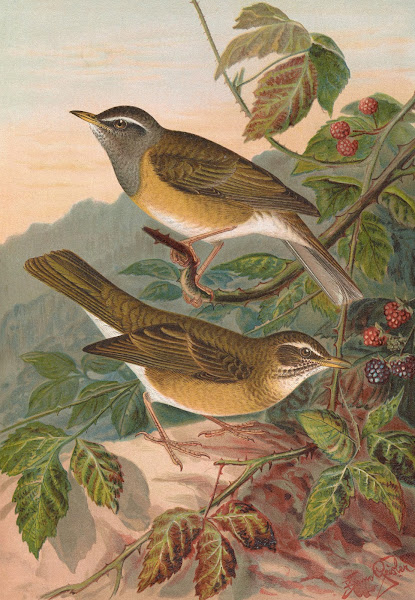 Turdus obscurus