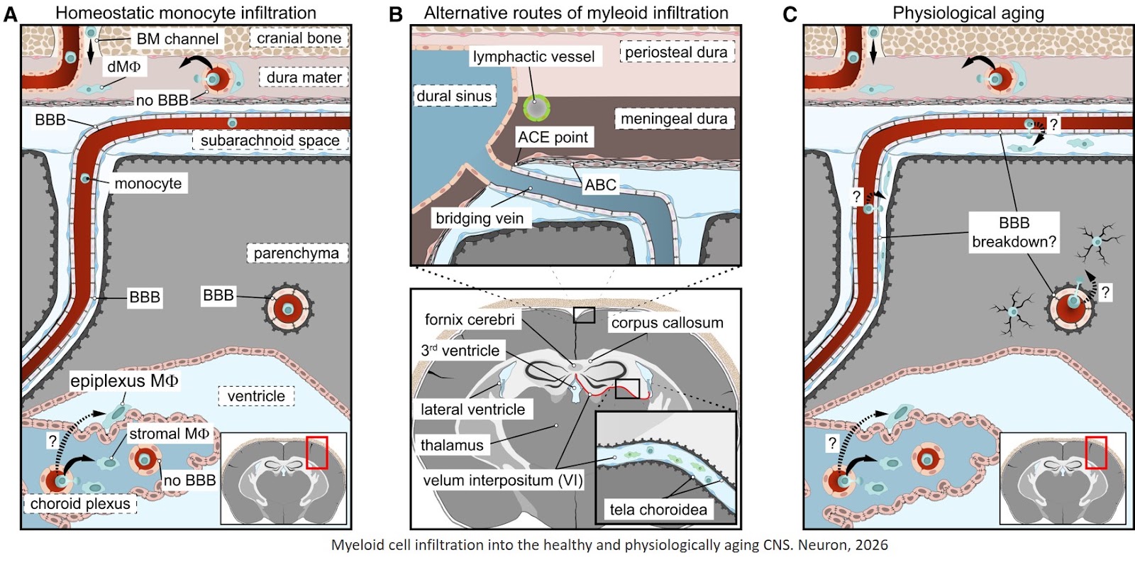 How myeloid cells enter the central nervous system