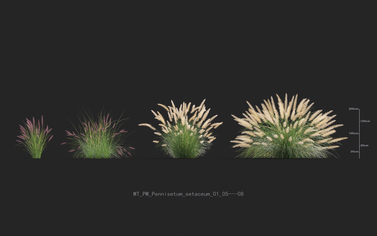 Maxtree - Plant Models Vol.20