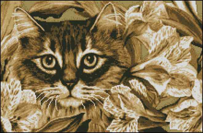 CMP 280231 These Eyes Are Opposite