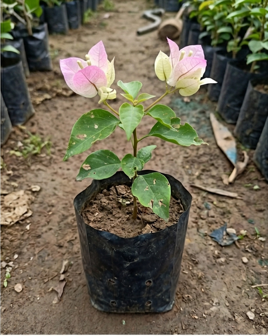 Imported Chilli Ice Cream Bougainvillea Plant — view 2