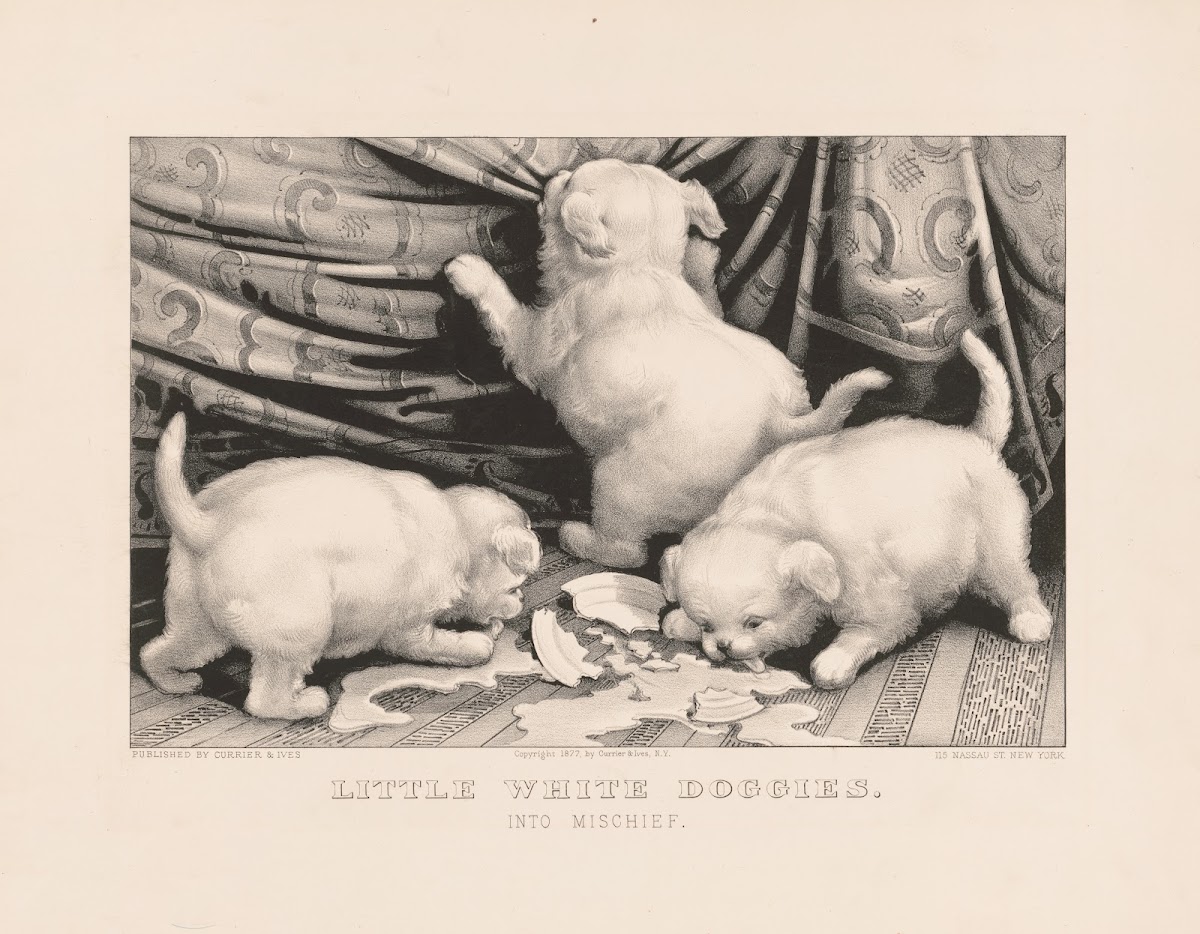 Little white doggies into mischief 1877