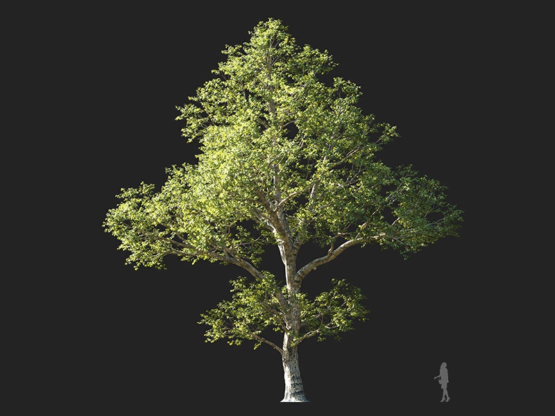 Maxtree - Plant Models Vol.132