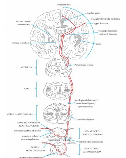 MOTOR & SENSORY PATHWAYS OF THE NERVOUS SYSTEM