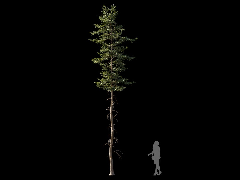 Maxtree - Plant Models Vol.120