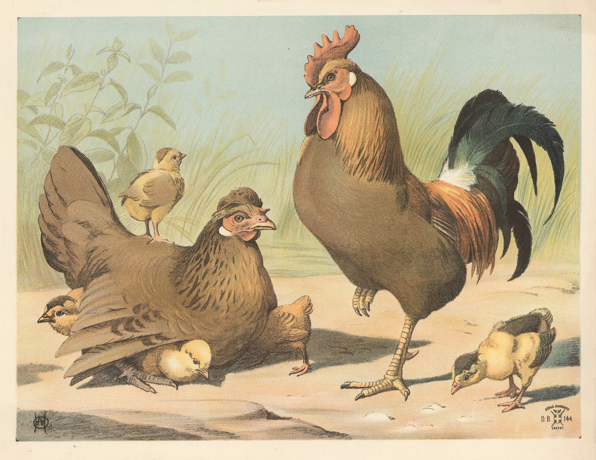Hane høne og kyllinger 1892