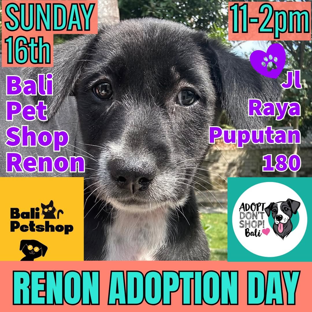 Renon Adoption Day — Adopt Don't Shop Bali