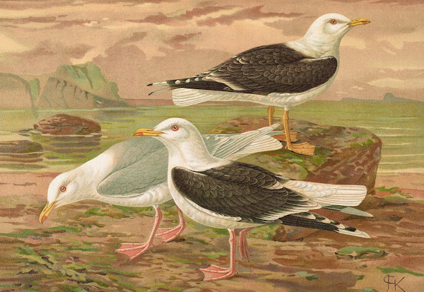 Larus fuscus Larus marinus Larus glaucus Brunn