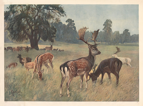 Dåhjort 1910