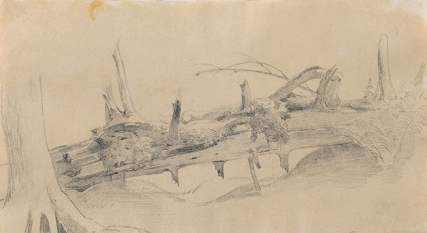 Wurzelwerk umgestürzter Baum