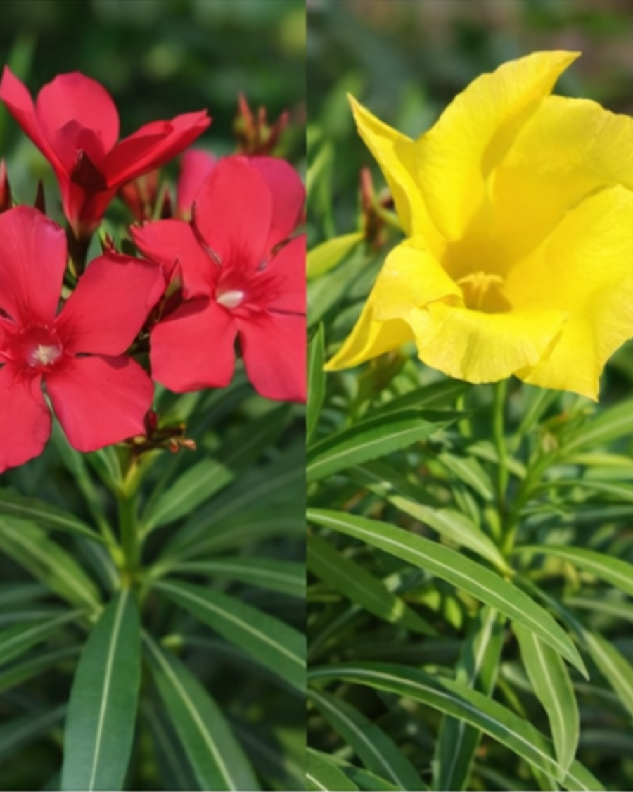 Korobi Mix Colour Plant — view 2