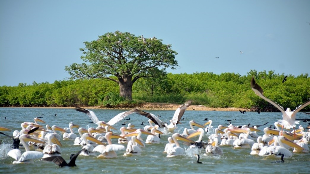 Parc du Delta du Saloum - Ile de Sipo