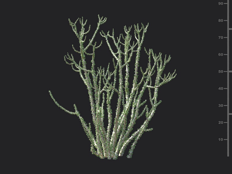 Maxtree - Plant Models Vol.130