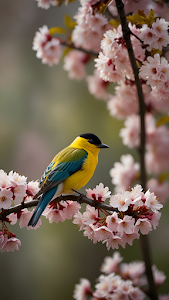 Yellow Black Capped Bird Perched Cherry Blossom Branch