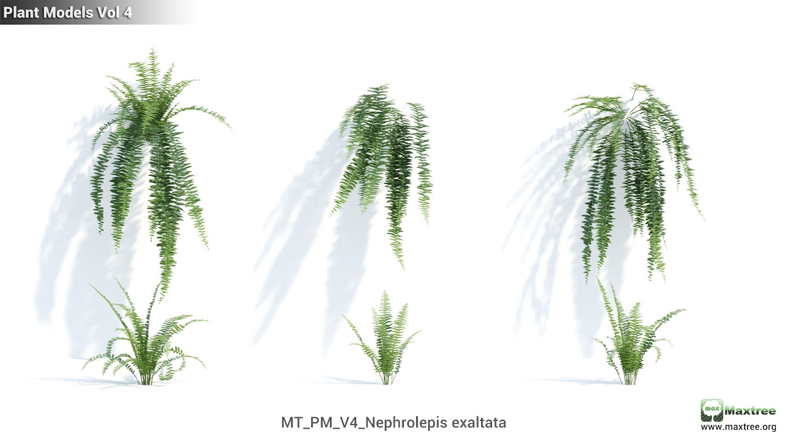 Maxtree - Plant Models Vol.4