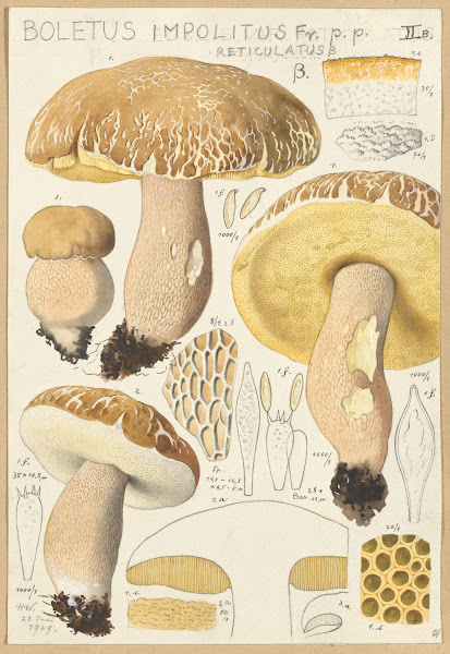 Boletus impolitus Fr reticulatus 1915 1945