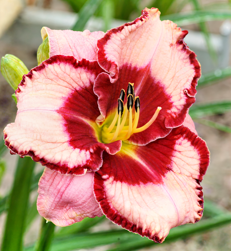 Hemerocallis 'Lies and Lipstick' in piena fioritura con petali bicolori rosso e giallo nel giardino