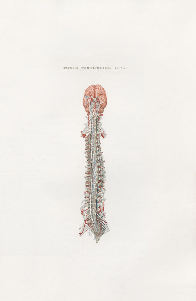 Anatomia Universale Pl45 1833