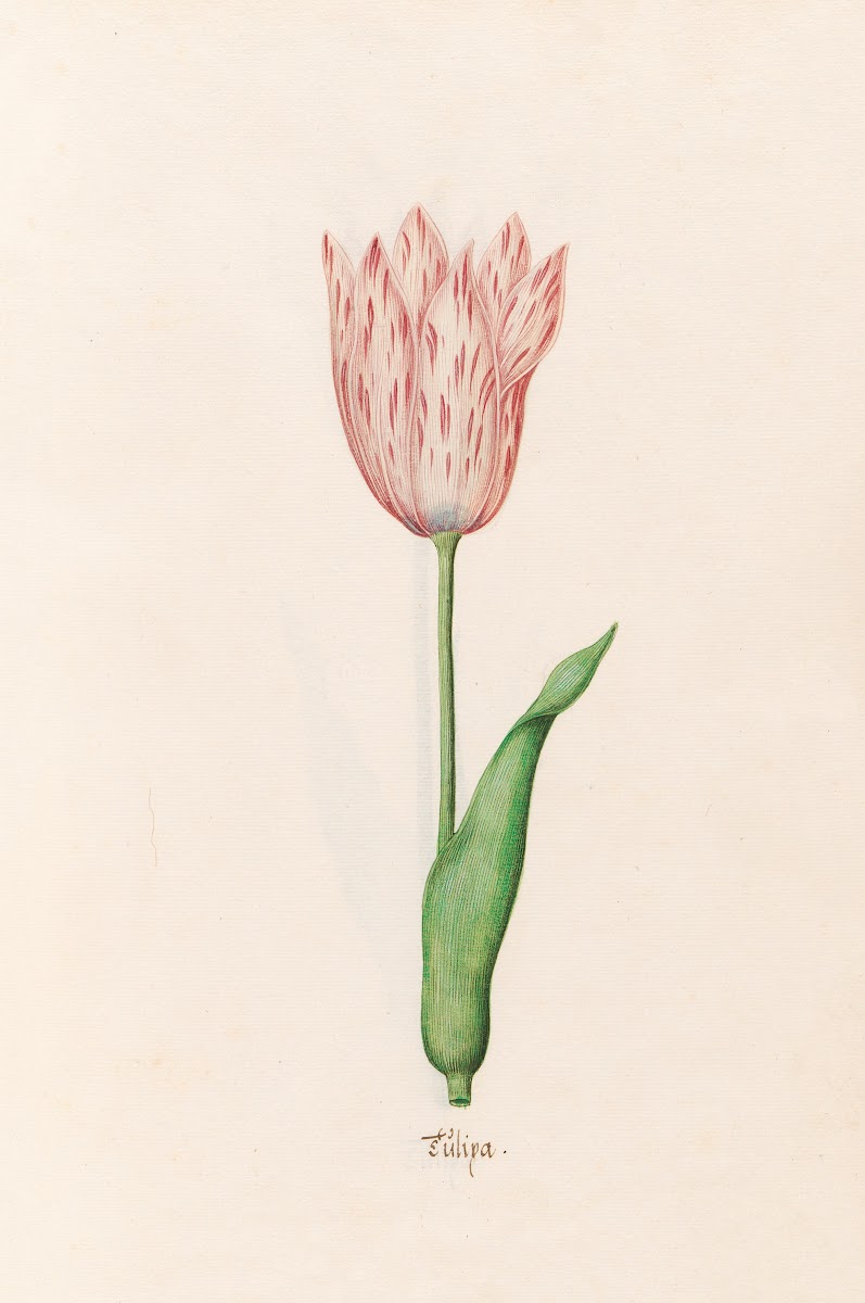 Tülipa 1692