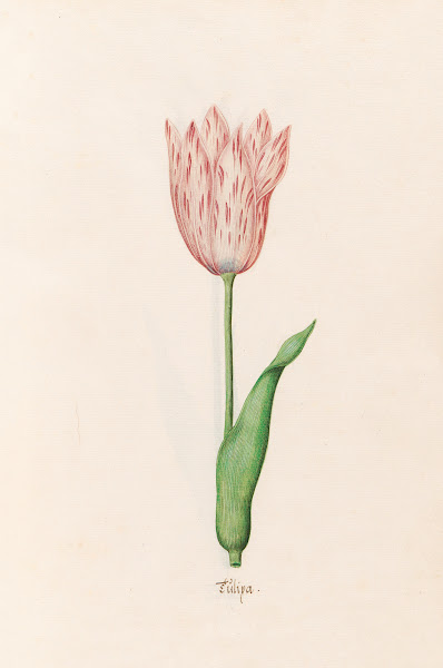 Tülipa 1692
