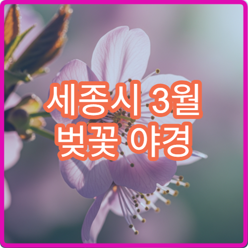세종시 3월 벚꽃 야경 저녁 7시 로맨틱 포인트 TOP3