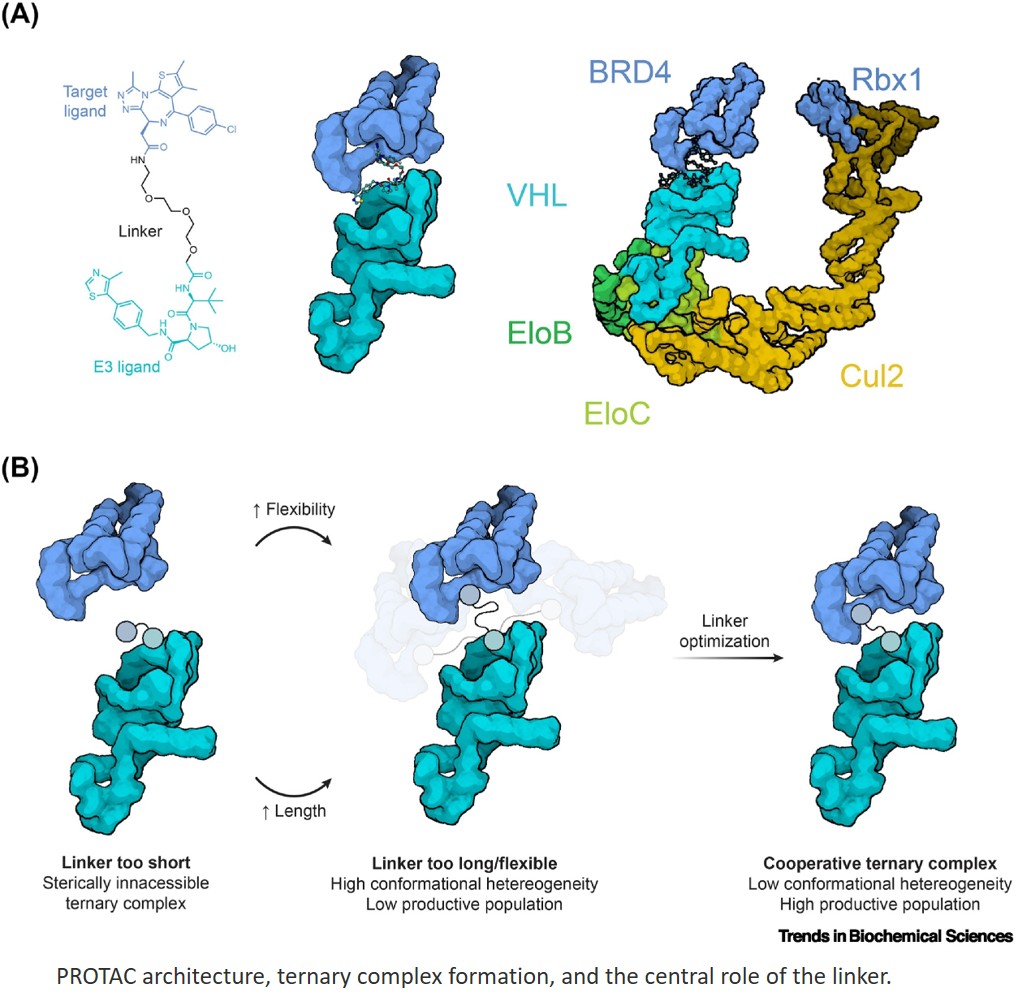 Linkers in proteolysis targeting chimeras (PROTACs)